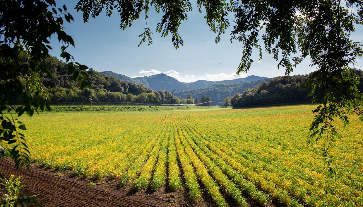 Imagem ilustrativa de produção agrícola